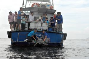 Release of sea turtle